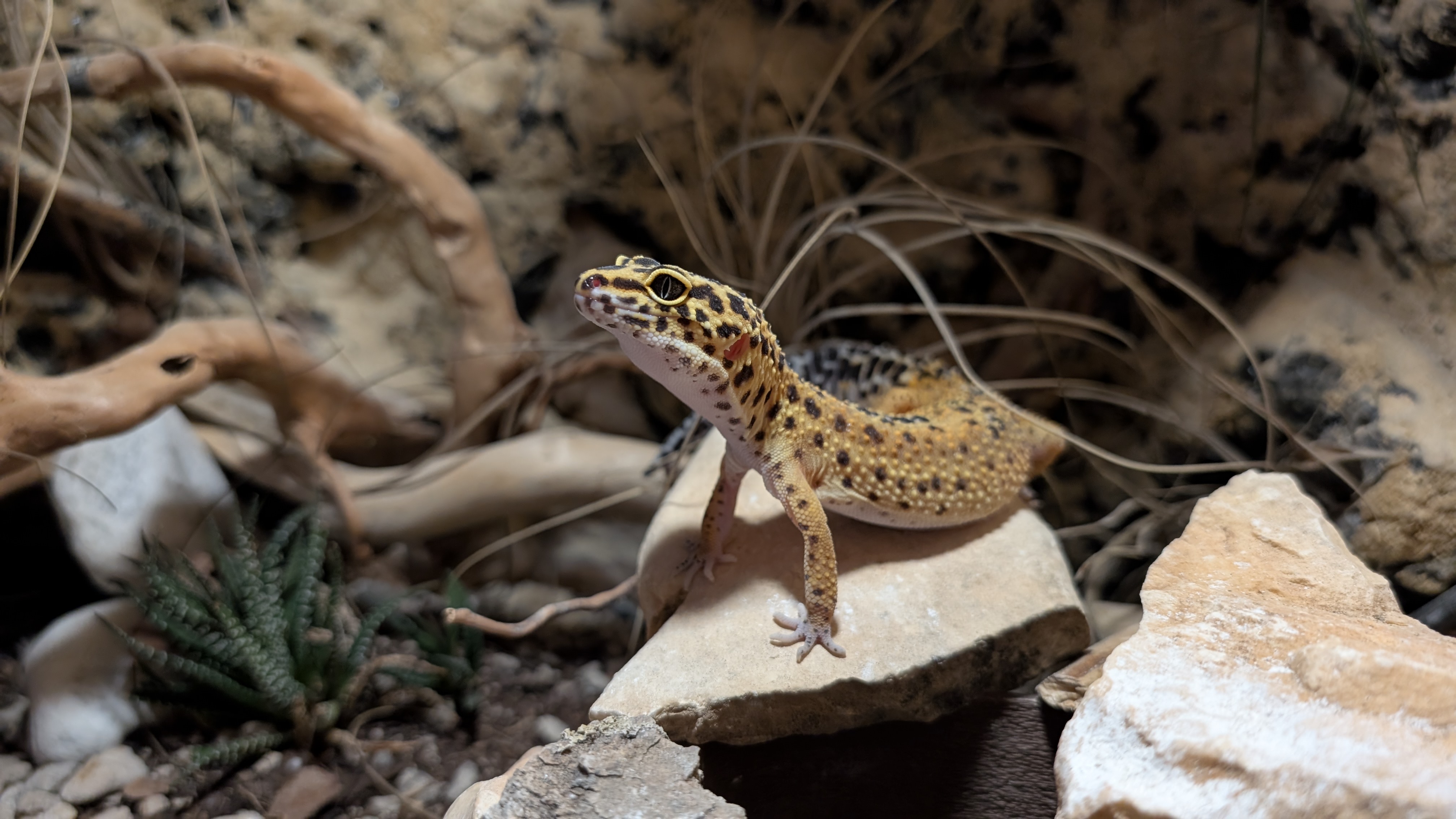 Terrario bioattivo con substrato naturale, piante e tane per geco leopardo