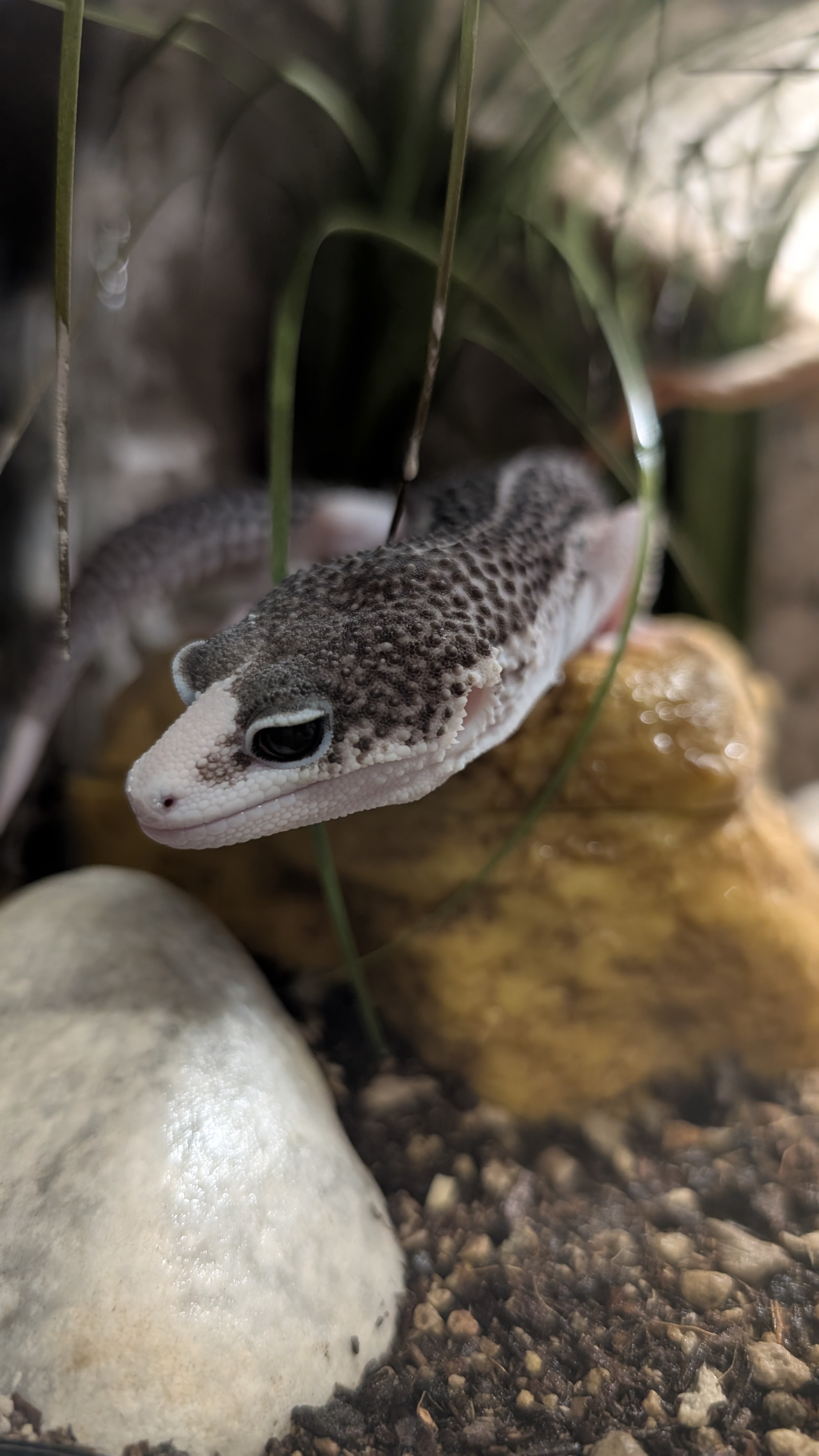 Geco leopardo giovane allevato singolarmente