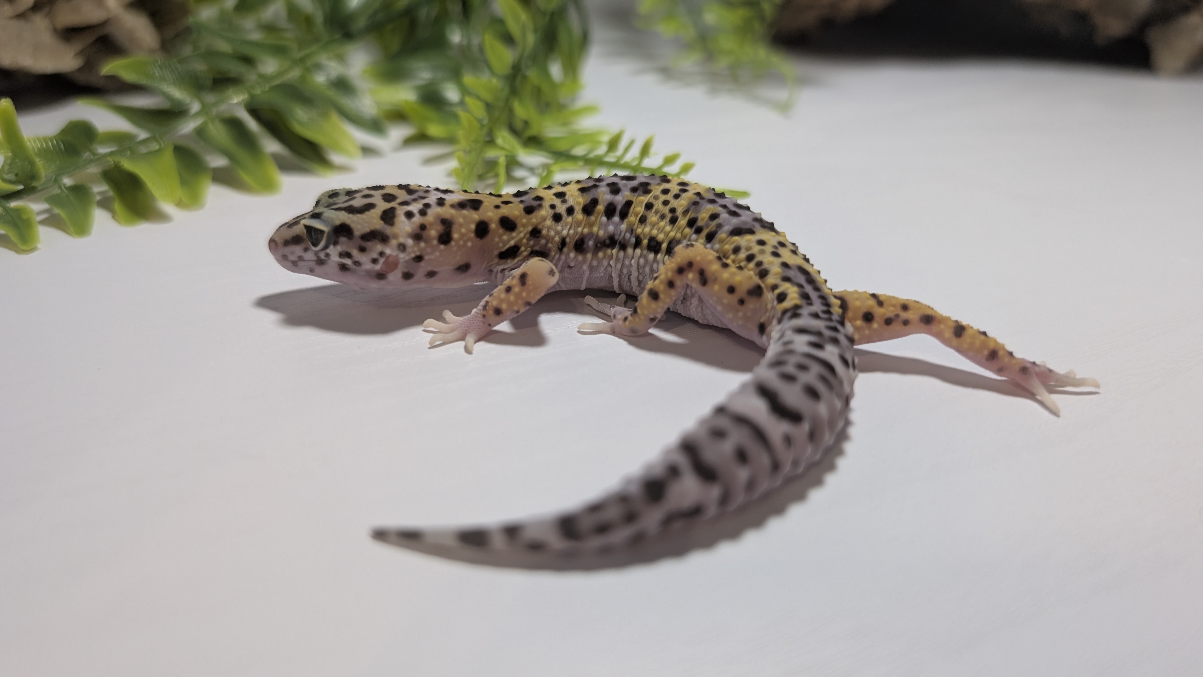 Allestimento naturale terrario geco leopardo