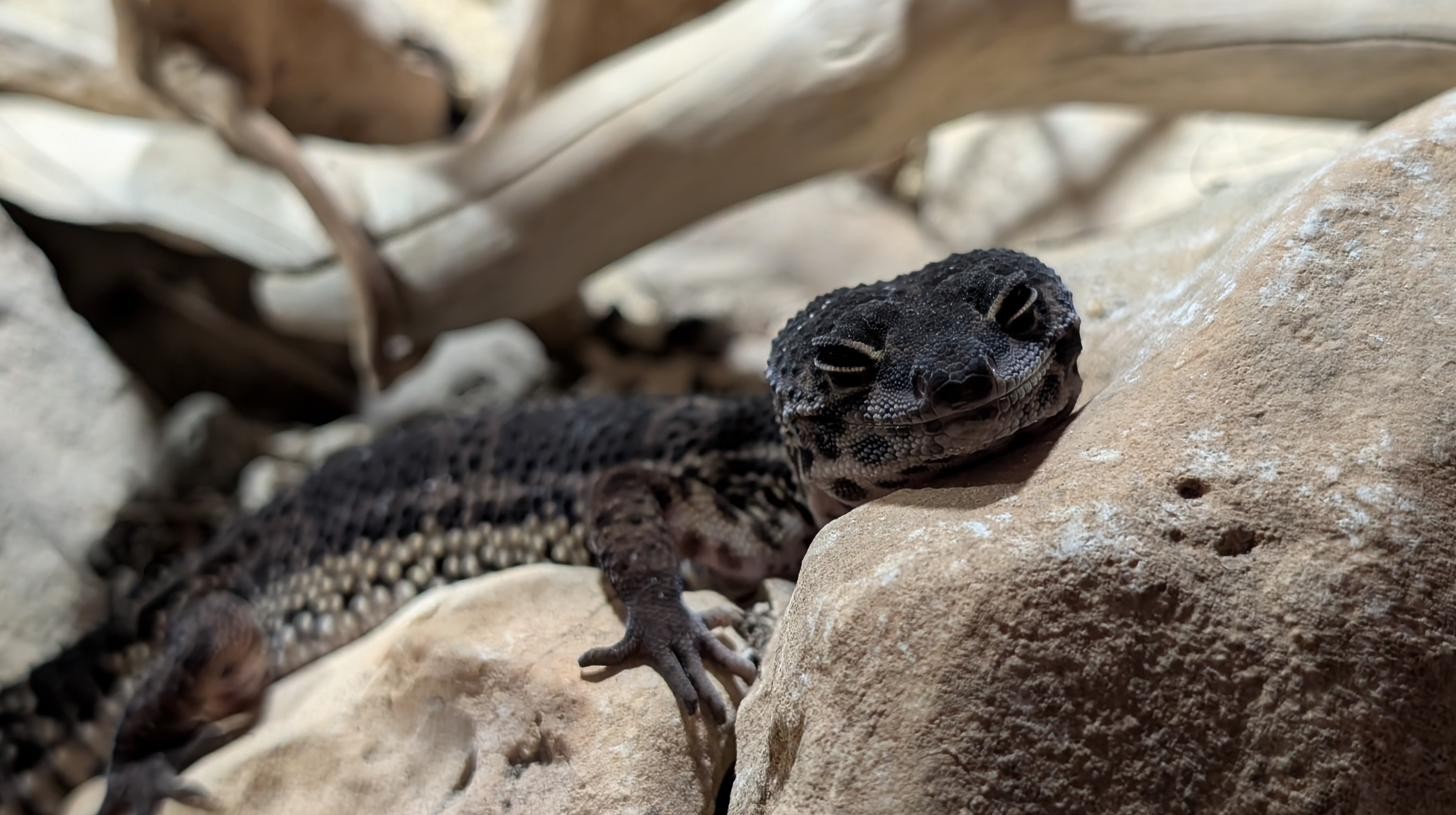 Geco leopardo Carbon morph