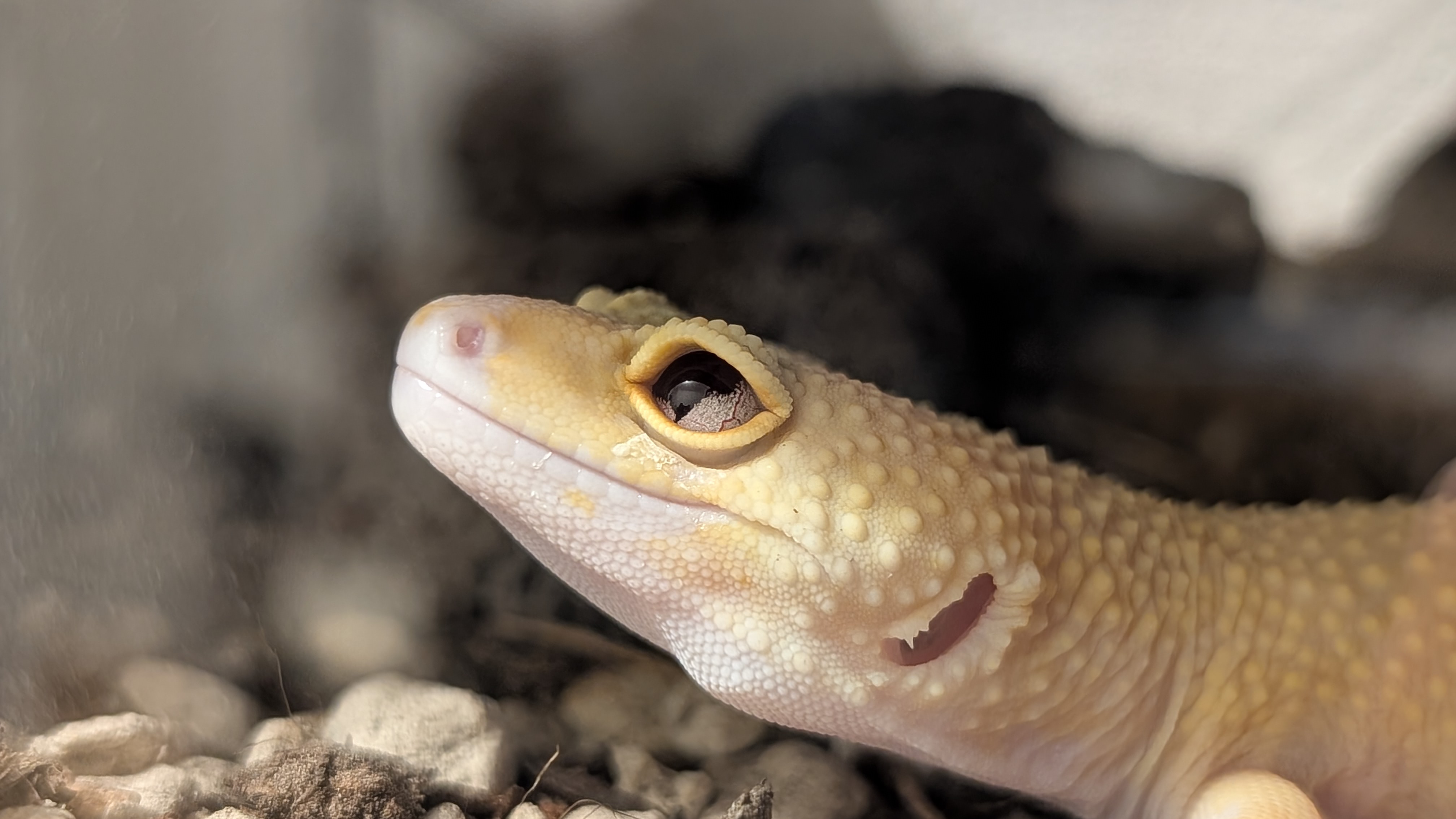 Geco leopardo Eclipse Snake Eyes - occhi solidi neri