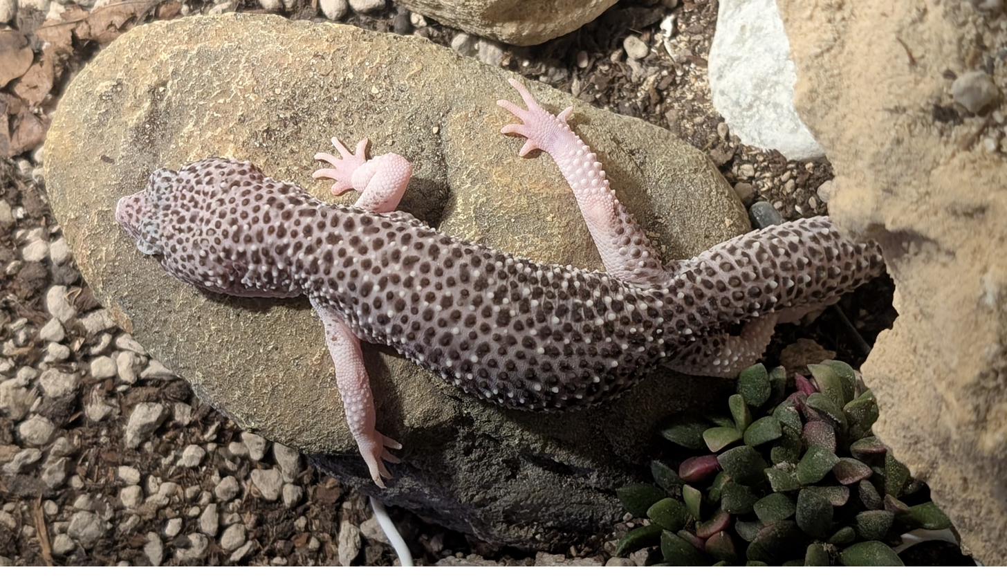 Geco leopardo Carbon morph