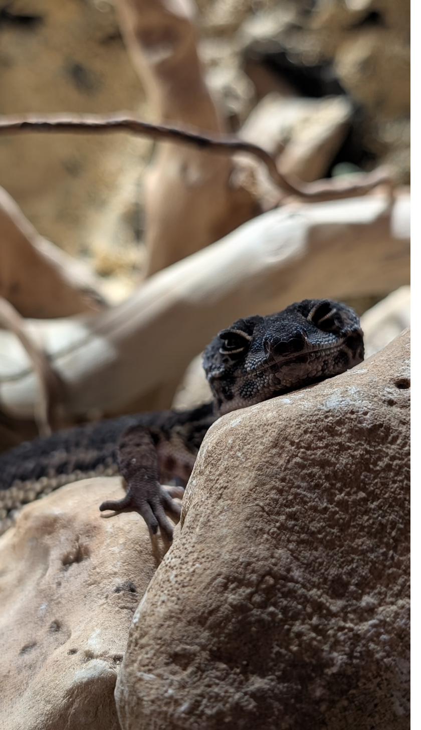 Geco leopardo Eclipse Snake Eyes - occhi solidi neri