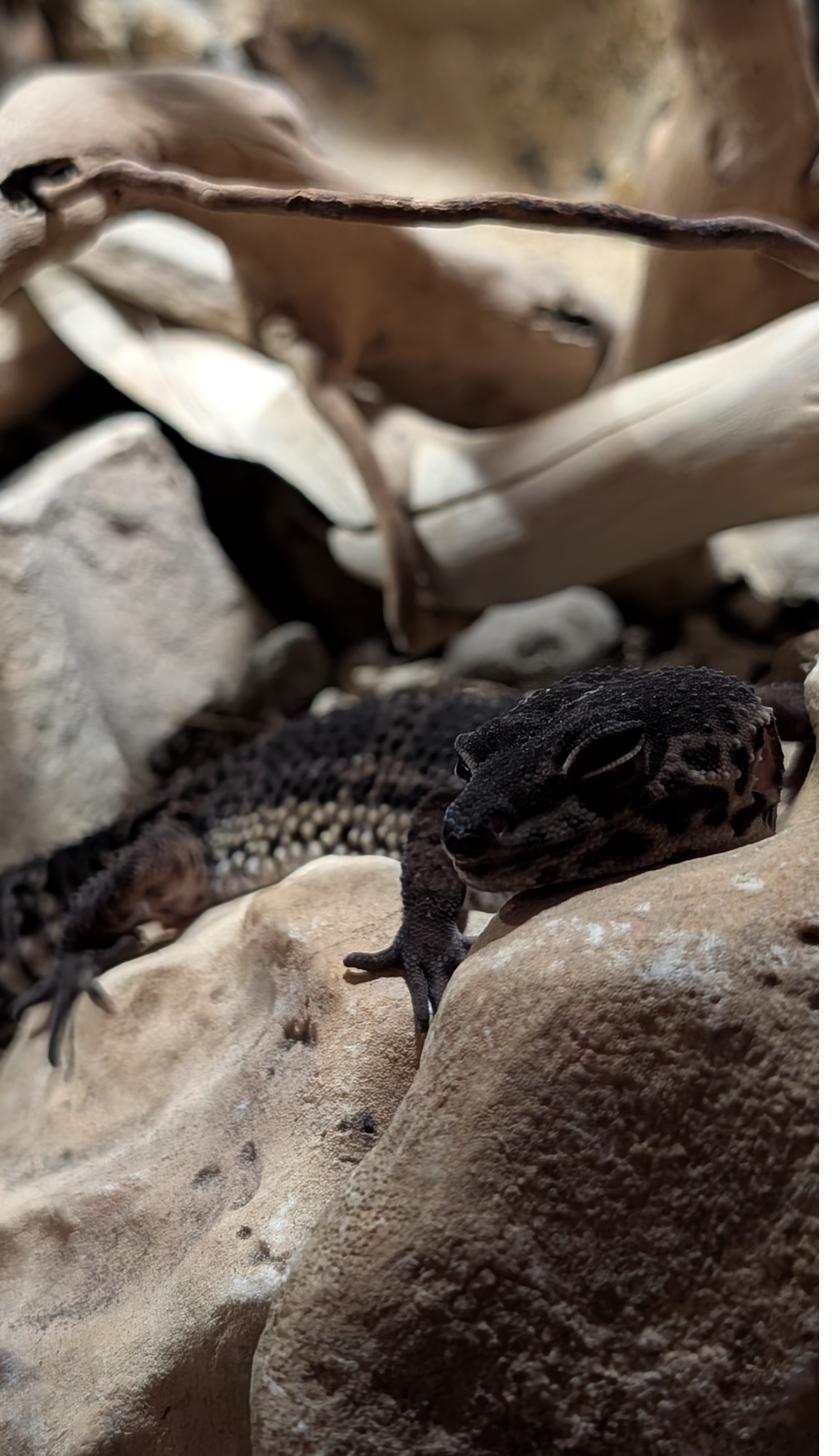 Allestimento naturale terrario geco leopardo