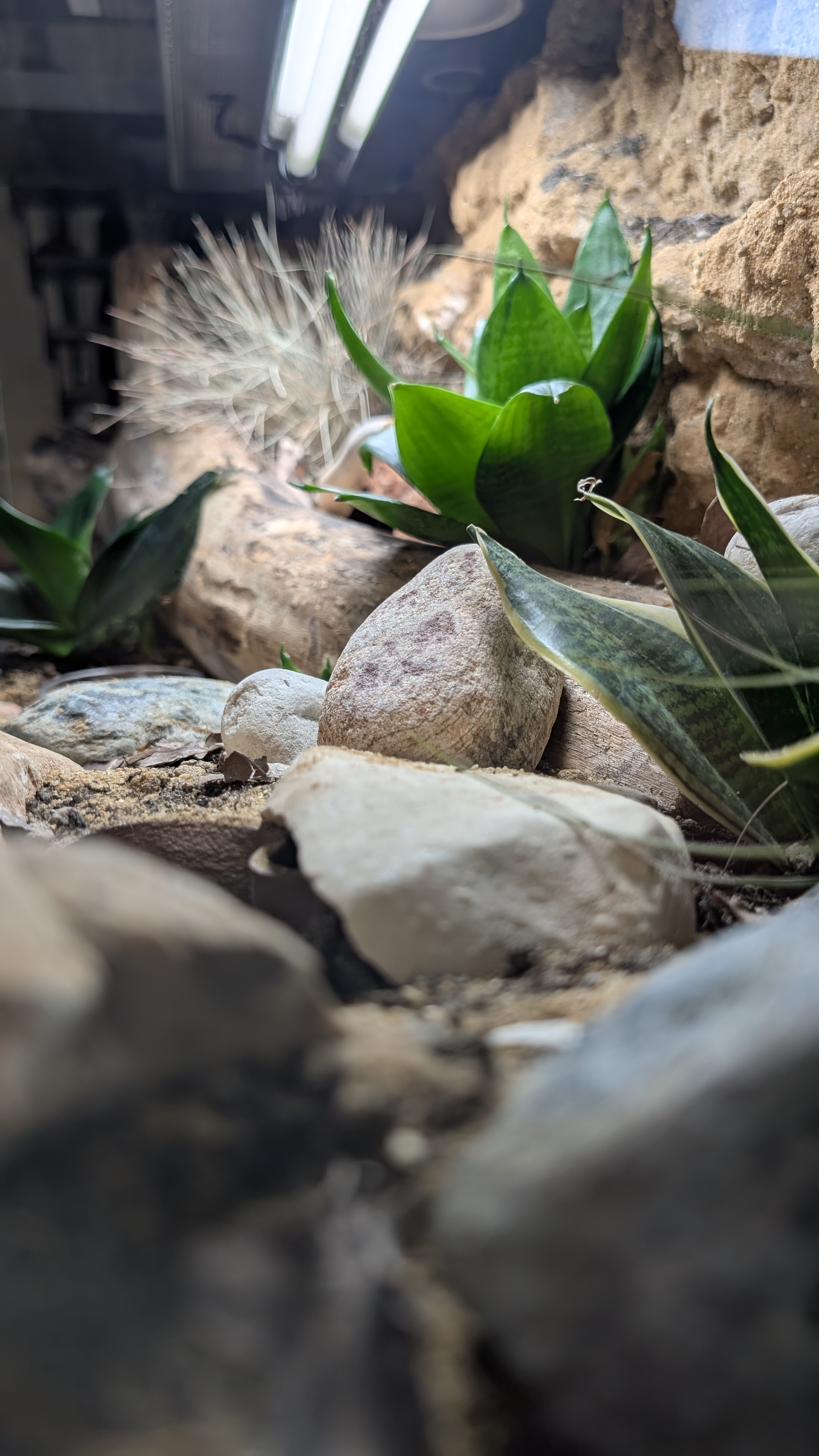 Geco leopardo giovane allevato singolarmente